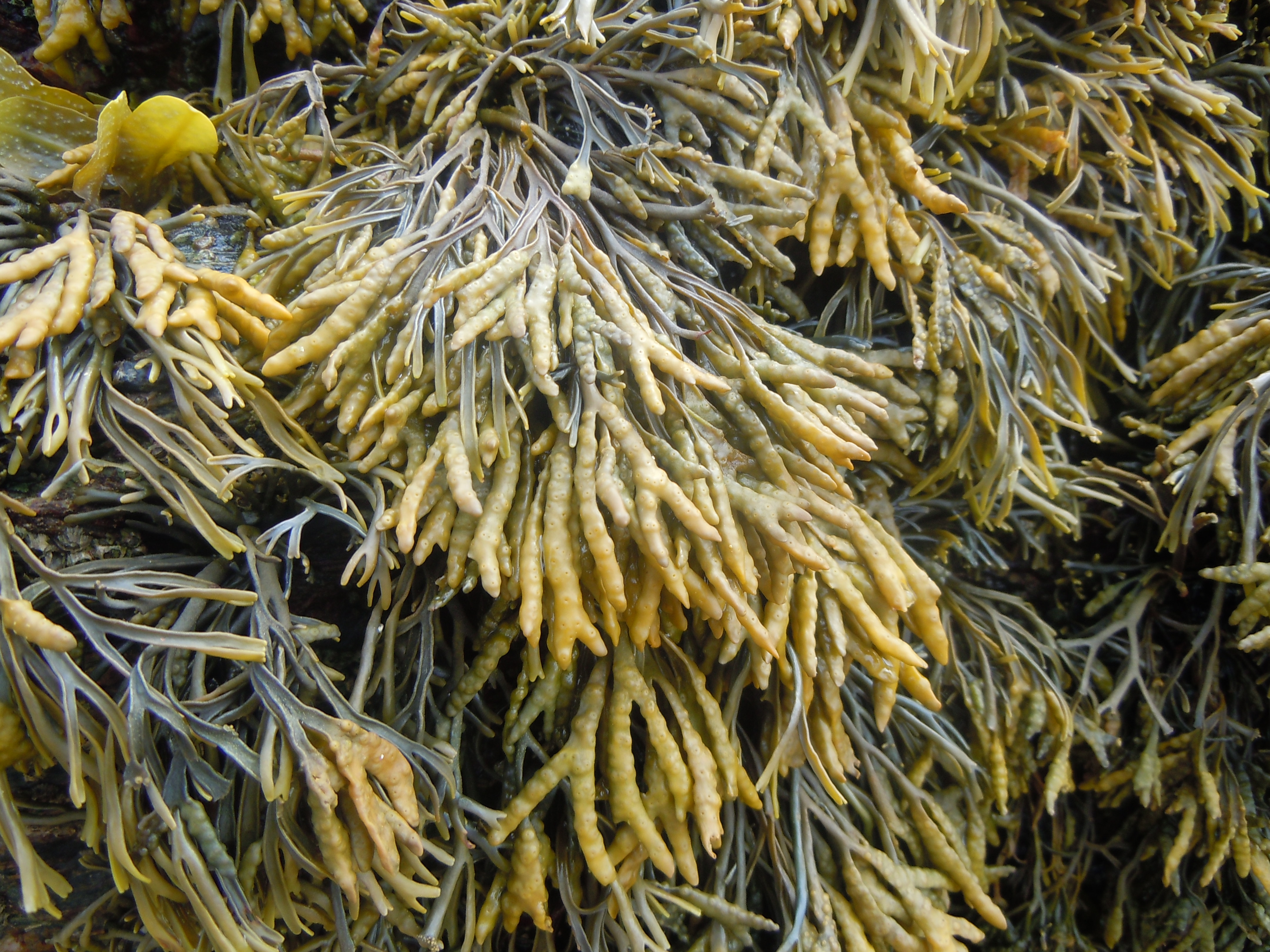 Представитель Типа Ochrophyta